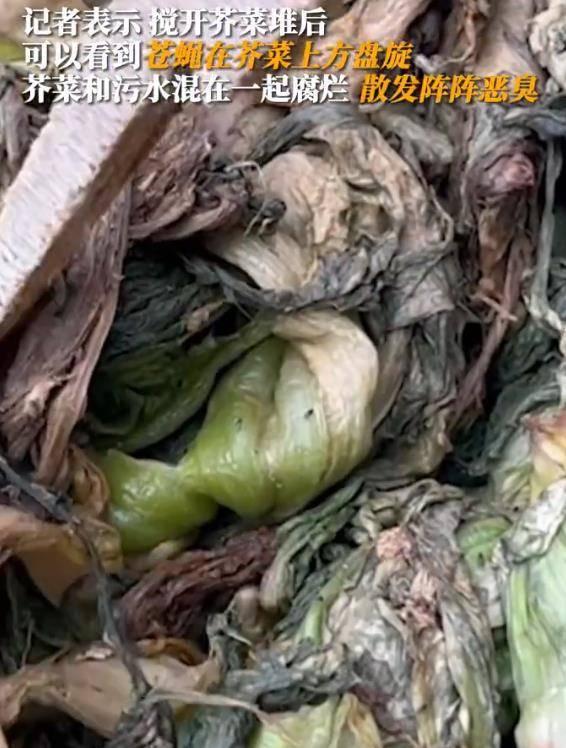 香港橄欖菜爆料視頻下載,揭秘幕后真相